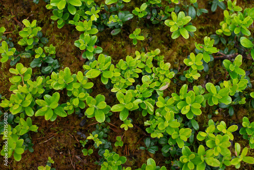 green leaves background