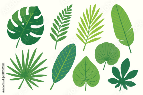 Tropical leaves collection. Exotic jungle foliage set. Palm, monstera, banana, fern, philodendron, lotus, cartoon green leaf elements. Flat botanical vector illustration isolated