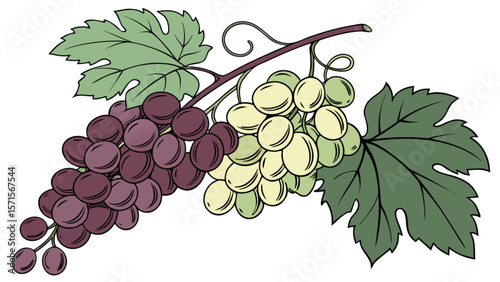 Fresh grapes drawing vector illustration of grape bunches with leaves for healthy eating and wine making