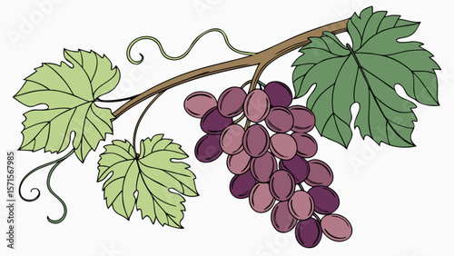 Illustration of fresh grapes on the vine with leaves perfect for wine labels and food designs vector