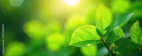 Serene Summer Day Sunlight Dapples Vibrant Green Leaves Gently Swaying in a Refreshing Breeze, Evoking Calm and Tranquility in a Peaceful Park Setting