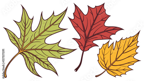Autumn leaves vector illustration featuring oak maple birch foliage in fall colors for seasonal designs