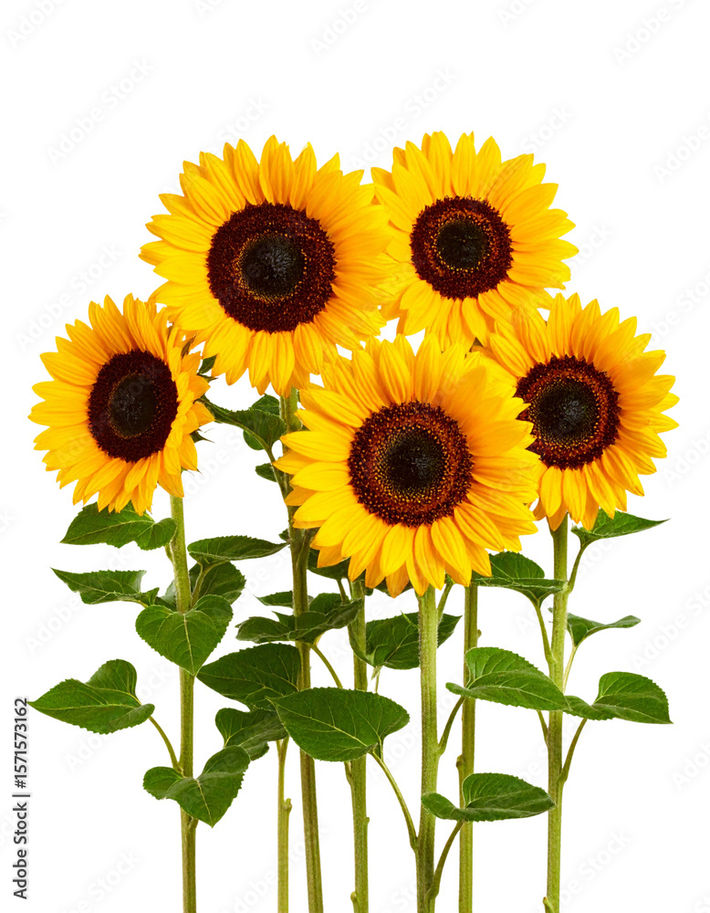 Fototapeta premium Sunflower Field with Multiple Blooms, isolated on transparent background