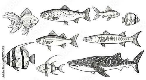Vintage sketch doodle illustration of various fish species on white background - goldfish, trout, perch, barracuda, whale shark, angelfish, striped fish, aquarium fish svg
