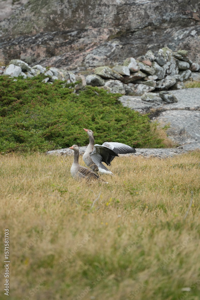 Obraz premium The Grey Geese