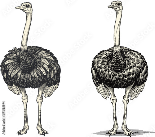 Ostrich vector illustration isolated on a transparent background. Rhea, camel-bird, Emu vector on white background.