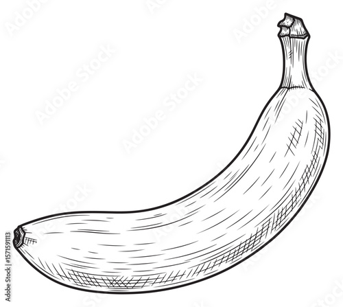 Single Banana Fruit Etching in Black and White