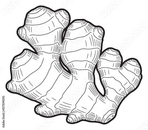 Ginger Root Detailed Black and White Line Art Illustration