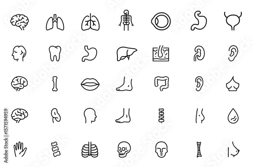 Editable Line Anatomy Icon Set with Brain, Lungs, Heart, Stomach, Skeleton, Kidney, Liver, Spine, Skull, Teeth, Muscle, Joint, Body, Medical Organs, Vector Illustration, Organ Chart.