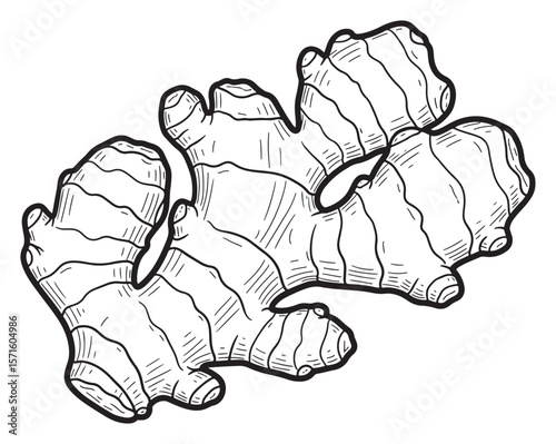 Ginger Rhizome Black and White Line Art Illustration
