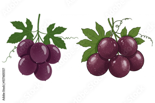 Two grape bunches graphic offers a fresh, natural food element perfect for menu art, restaurant designs, or agriculture related content creation.