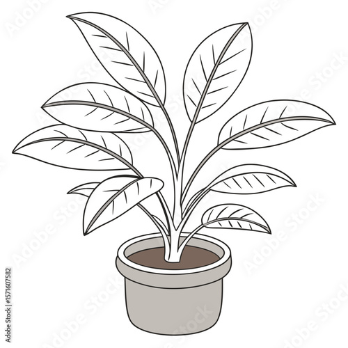 Illustration of a rubber plant with large leaves in a pot for indoor decoration and air purification use