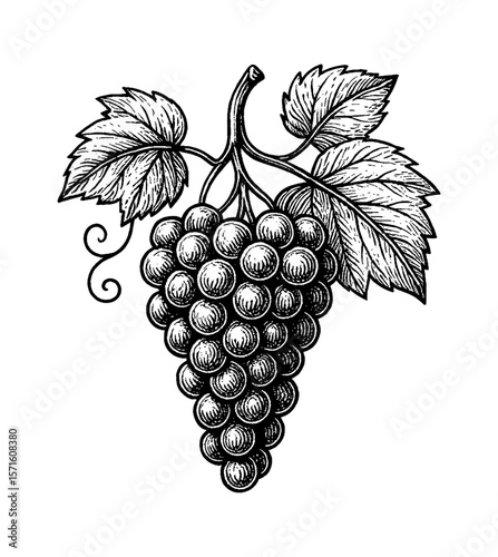 Engraved Illustration of a Bunch of Grapes with Leaves Hanging, White Background, Detailed Black and White