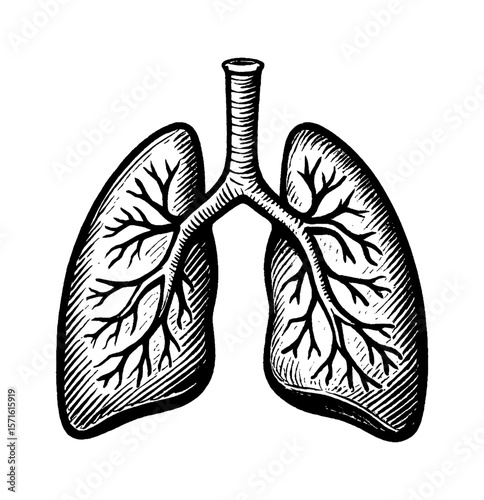 Detailed Black and White Engraving Illustration of Human Lungs Anatomy