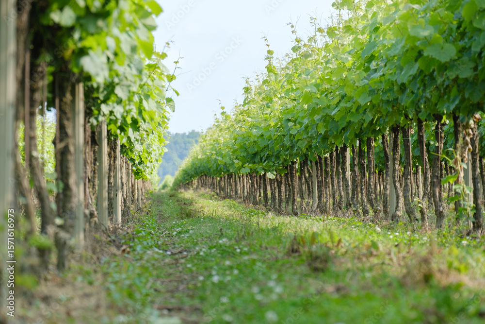 Fototapeta premium carefully planted young vineyards