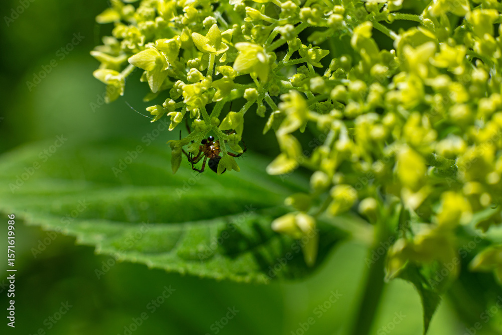 Spider hiding under yellow flower cluster. Close-up of a small spider camouflaged beneath bright yellow flower buds, highlighting natural insect behavior in a green environment. Spider hiding under yellow flower cluster. Close-up of a small spider camouflaged beneath bright yellow flower buds, highlighting natural insect behavior in a green environment.