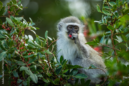 Foto A vervet monkey foraging in a tree for red berries
