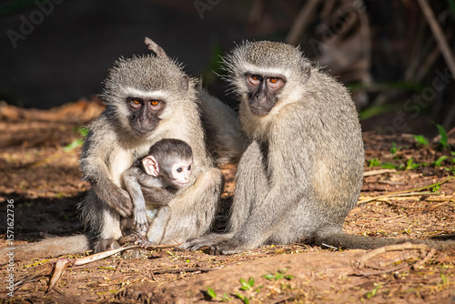 A family of vervet monkeys sitting in the sun