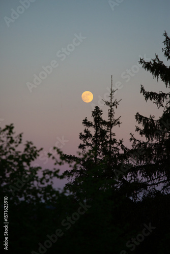 a full moon in twilight above spruces