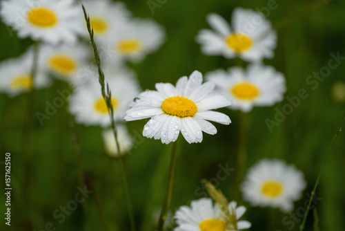Fototapeta Naklejka Na Ścianę i Meble -  chamomiles on meadow with a dew drops