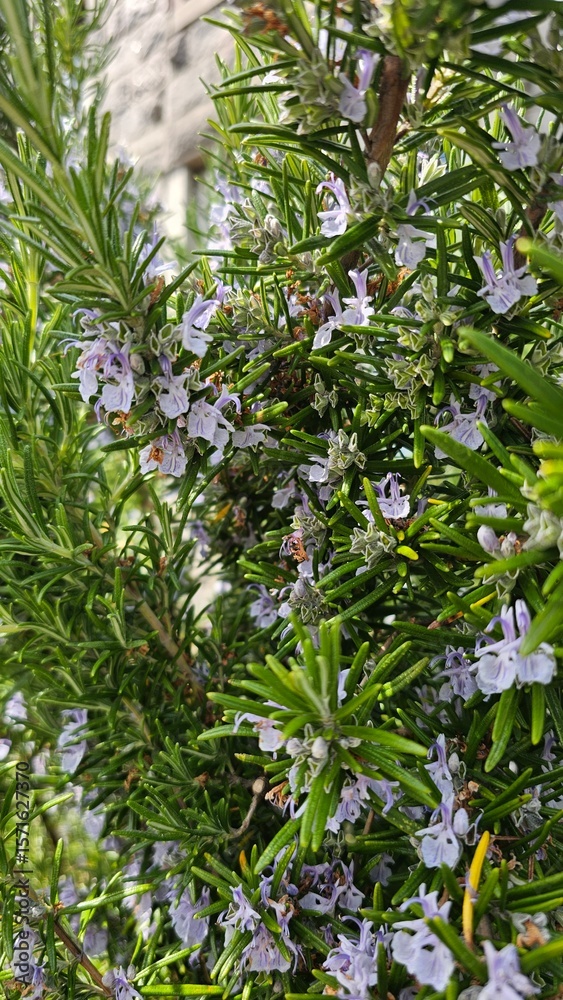 Obraz premium The view of rosemary flowering branches in bloom.Rosemary herb shrub in bloom. Scotland