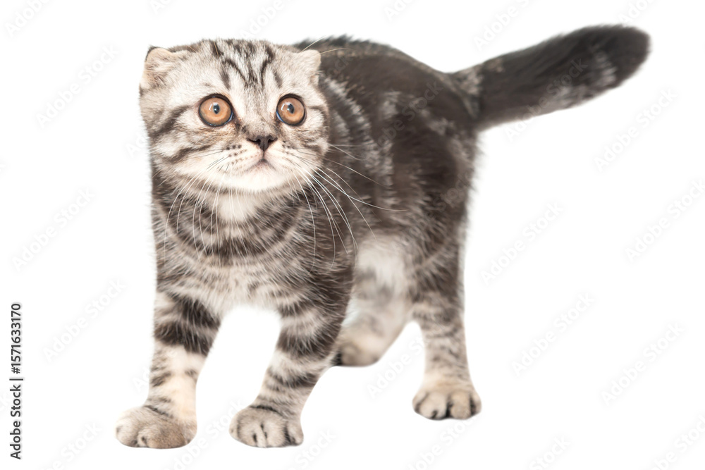 Fototapeta premium Little kitten Scottish fold cat in PNG isolated on transparent background, purebred Scottish Fold cat kitten