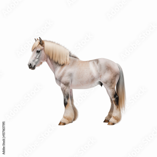 Majestic Equine Portrait  A solitary  graceful horse  embodying power and poise  is captured in a studio-quality shot against a plain backdrop  accentuating its fine features.