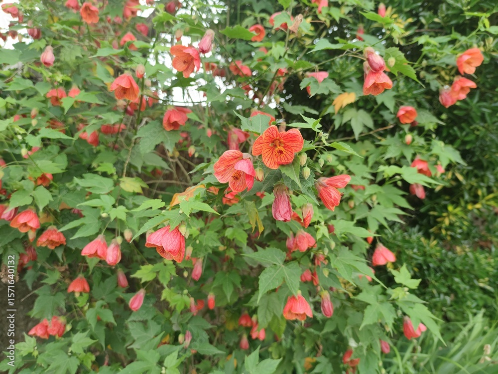 Fototapeta premium Abutilon striatum (Red Vein Indian Mallow), a showy plant with orange blooms of bell-shaped flowers. The blooms have red veining over yellow. Abutilon hybrid Juliet