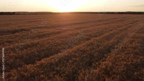 Sweeping drone shot over golden wheat fields at sunset, warm light casting soft shadows and wind-blown waves across textured crops

