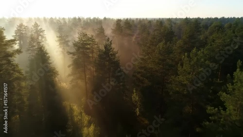 Smooth aerial flyover of dense pine forest in early morning mist with sunbeams piercing fog and dramatic light rays creating a serene, ethereal atmosphere