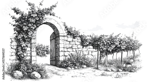 Engraved Vintage Vineyard with Stone Wall Illustration for Editorial Use
