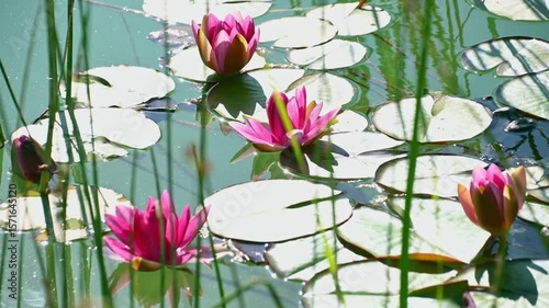 Lush lily pond blossom: peaceful pink water lilies among green leaves in tranquil aquatic setting