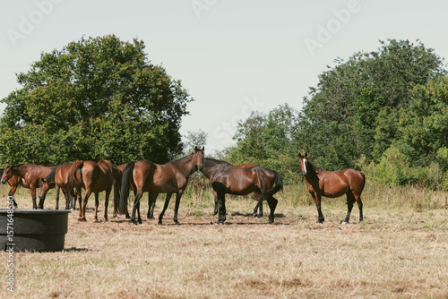 Herd of horses grazing in a sunny pasture