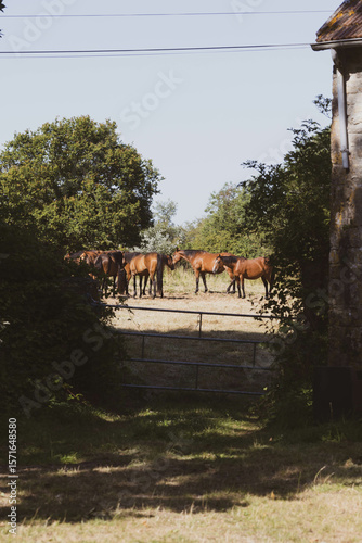 Herd of horses grazing in sunny paddock
