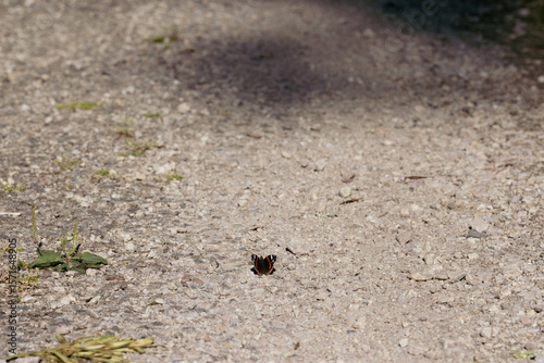 Red Admiral wings open on rocky path
