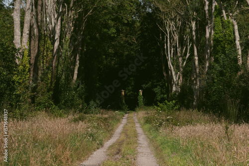empty dirt road surrounded by trees and grass