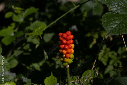Red ripening berries in forest underbrush
