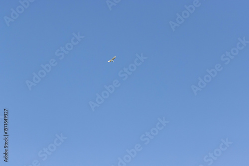 Blue heron soaring gracefully in clear blue sky
