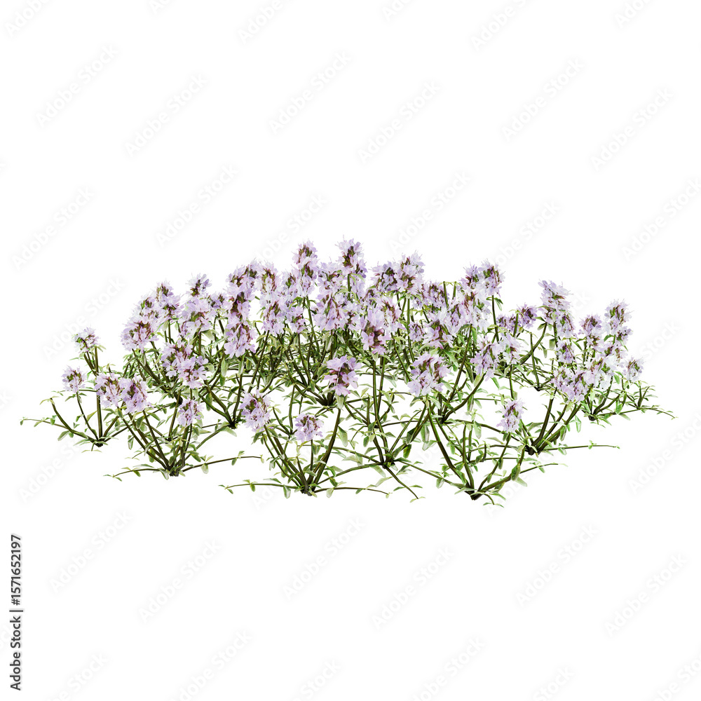 Naklejka premium lavender plants isolated on transparent background.