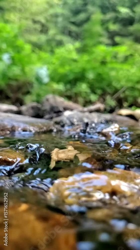 Mountain stream water in the forest