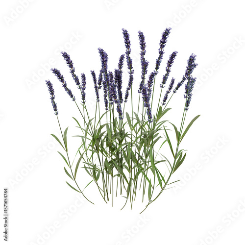 lavender flowers isolated on transparent background