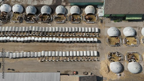 Cows livestock with igloos and individual boxes for calfs. Aerial view.