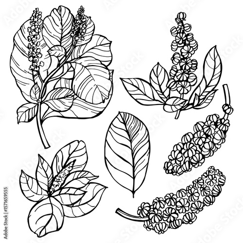 Hand-drawn  Indian Pokeweed ( Phytolacca Acinosa).  Vector sketch  illustration