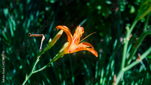 Orange lily. Orange lily close-up. Orange flower. A flower in the garden