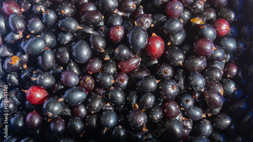 Currants in a bowl. Currants in the sunlight close up