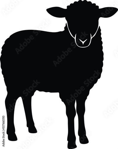 A sheep from the front head centered and legs close together standing still silhouette Vector