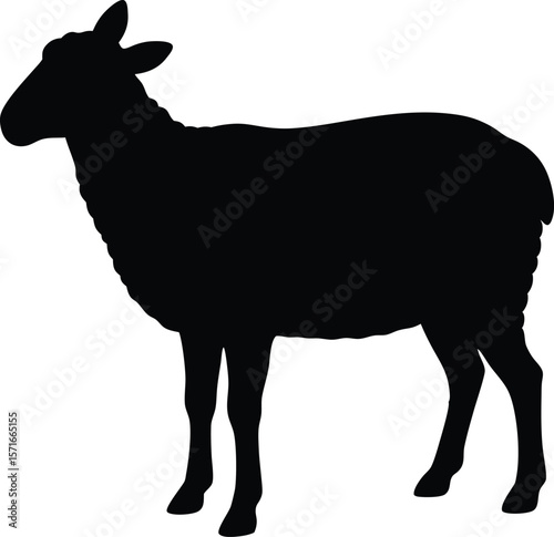 A sheep looking backward over shoulder with turned head and floppy ears silhouette Vector