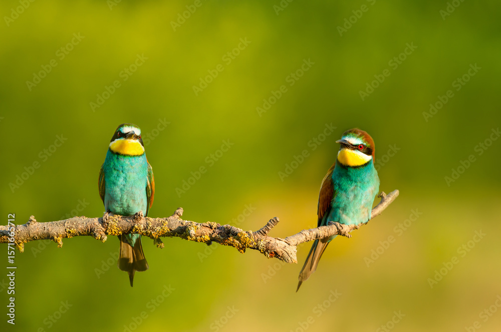 Fototapeta premium Colorful European bee-eaters perched on branch during summer