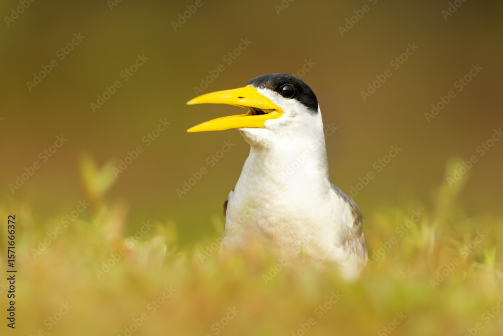 Fototapeta premium Portrait of a Yellow-billed tern in a meadow