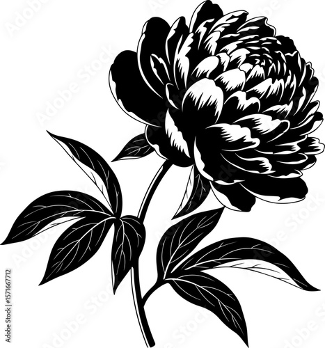 Elegant Black and White Peony Flower Illustration with Detailed Petals and Leaves